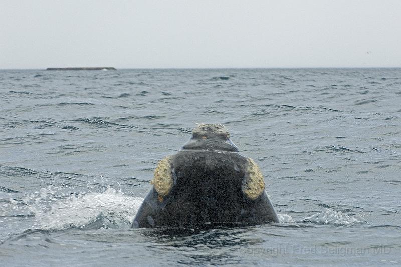 20071209 151722 D2X 4200x2800.jpg - Right Whale at Puerto Piramides, Argentina